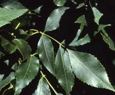 Green Ash leaves