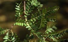 Thornless Common Honeylocust leaves