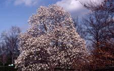 Loebner Magnolia in flower