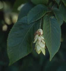 Hophornbeam leaves and fruit