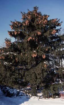 Norway Spruce form