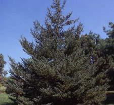 White Spruce form