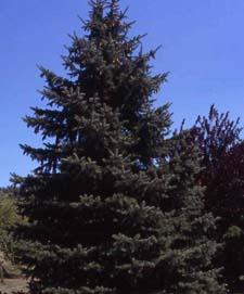 Colorado Spruce form
