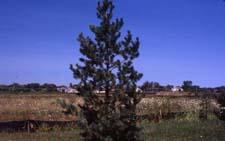 Limber Pine form
