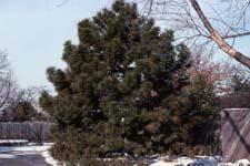 Austrian Pine form