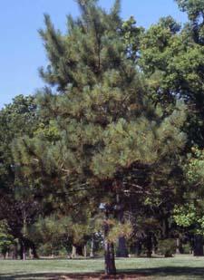 Red Pine form