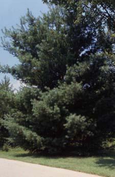 Eastern White Pine form