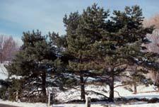 Scots Pine form