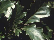 Swamp White Oak leaves