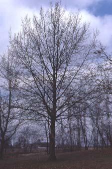 Northern Pin Oak form in winter