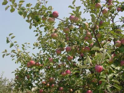 Many mature apple fruits on a tree