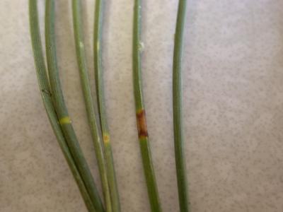 Dothistroma needle blight - showing early banding symptoms.