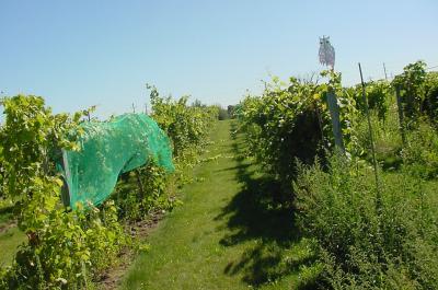 Protecting grapes from birds 