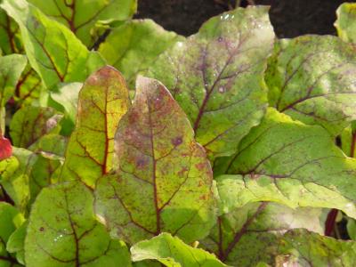 Leaf spot in beets