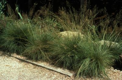 Tufted Hairgrass <em>Deschampsia caespitosa</em>