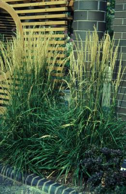 Feather Reed Grass <em>Calamagrostis x acutiflora</em>
