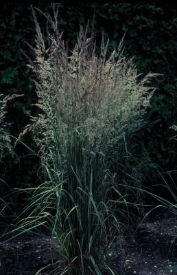 Korean Reed Grass <em>Calamagrostis arundinacea brachystricta</em>