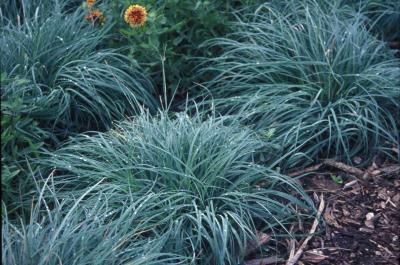 Blue Sedge <em>Carex firma</em>