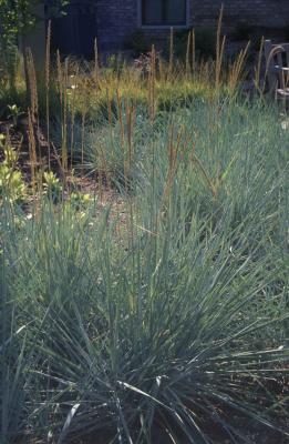 Blue Lyme Grass <em>Elymus arenarius</em>