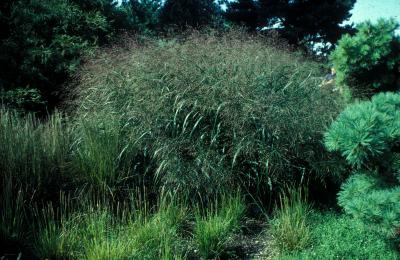Switchgrass <em>Panicum virgatum</em>