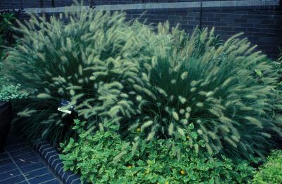 Fountain Grass <em>Pennisetum alopecuroides</em> 'Hameln'