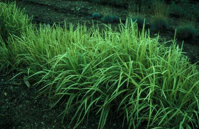 Ribbon Grass <em>Phalaris arundinacea</em>