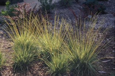 Purple Moor Grass <em>Molina caerulea</em>