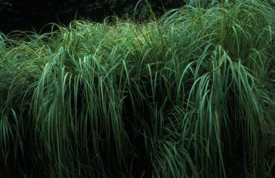 Prairie Cordgrass <em>Spartina pectinata</em>