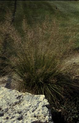 Prairie Dropseed <em>Sporobolus heterolepis</em>