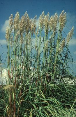 Ravenna Grass <em>Saccharium ravennae</em>