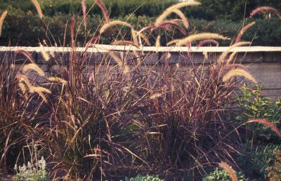Red Fountain Grass <em>Pennisetum setaceum</em>