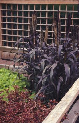 Ornamental Millet <em>Pennisetum glaucum</em> 'Purple Majesty'