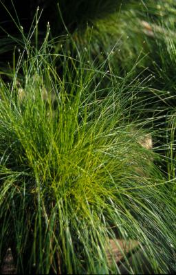 Fiber Optic Grass <em>Scripus isolep</em>