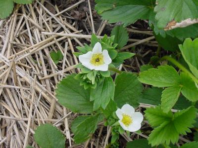 Strawberry blossoms - one injured by spring frost and the other one not