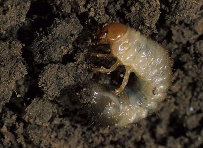 White grub larva