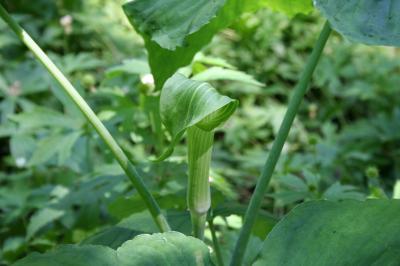 Flower of Jack in the Pulpit