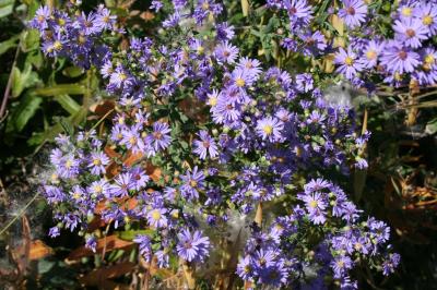 Flowers of Smooth Aster