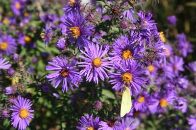 Flowers of New England Aster