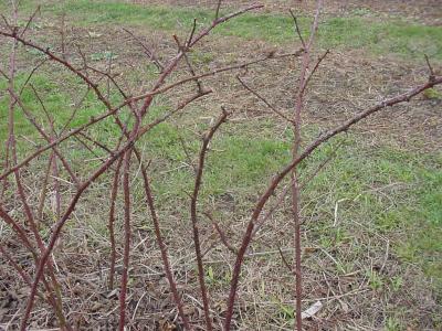 Pruned blackberry canes in early spring