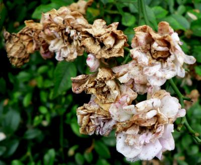 Gray mold in the flower garden