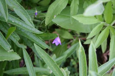 Harebell flowers (leaves belong to another plant)