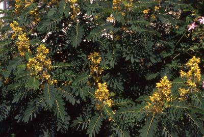 Flowers and leaves of Wild Senna