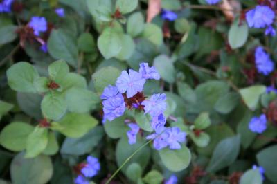 flowers of leadwort