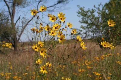 Flowers of Tall Coreopsis