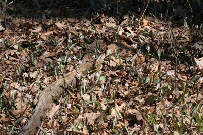 Gorup of White Trout Lily
