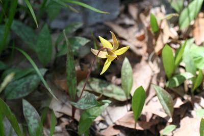 Flower of Trout Lily