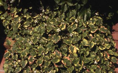 Houttuynia, Chameleon Plant (Houttuynia cordata)-Hort Answers - University  of Illinois Extension