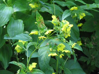 Flowers of Fringed Loosestrife