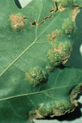 Oak leaf blister symptoms.