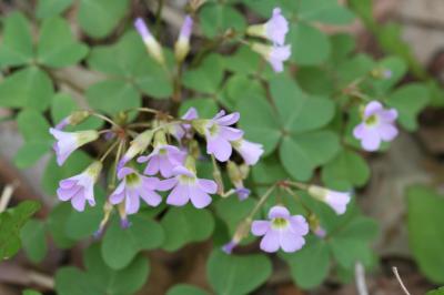 Flowers of Violet Wood Sorrel
